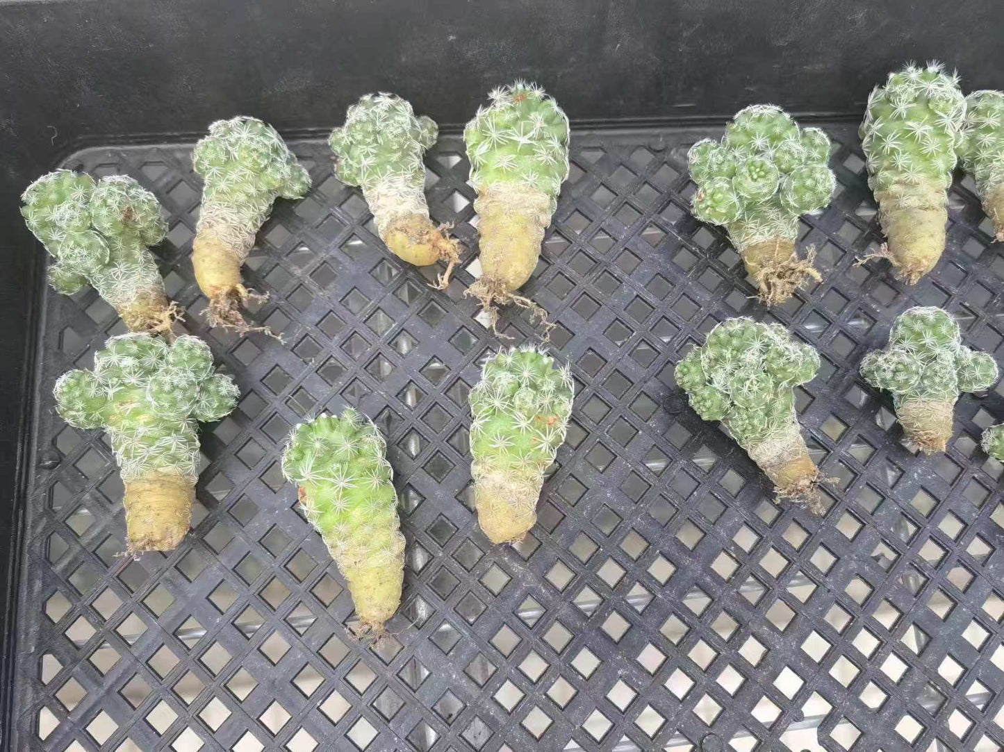 XS809 銀手毬(0cm pot)