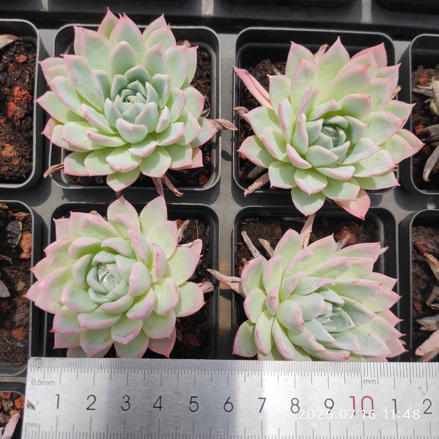 YBB151-POT バイオレト クィーン(6.5cm pot)