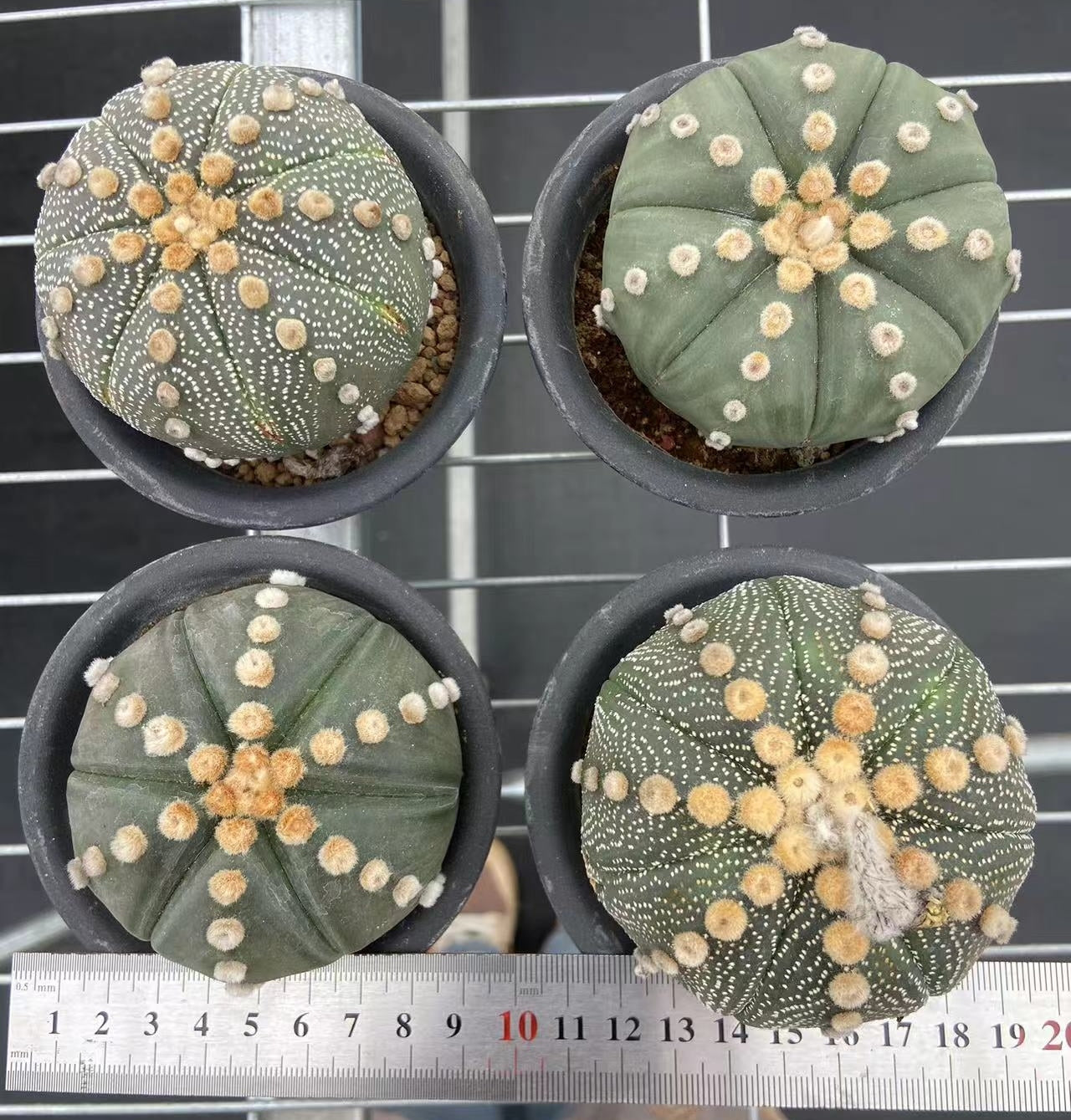 CS201-POT 瑠璃兜(9cm pot)