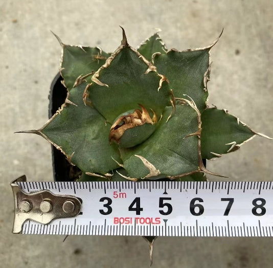 ZL131 アガベ チタノタ シーザー(6cm pot)