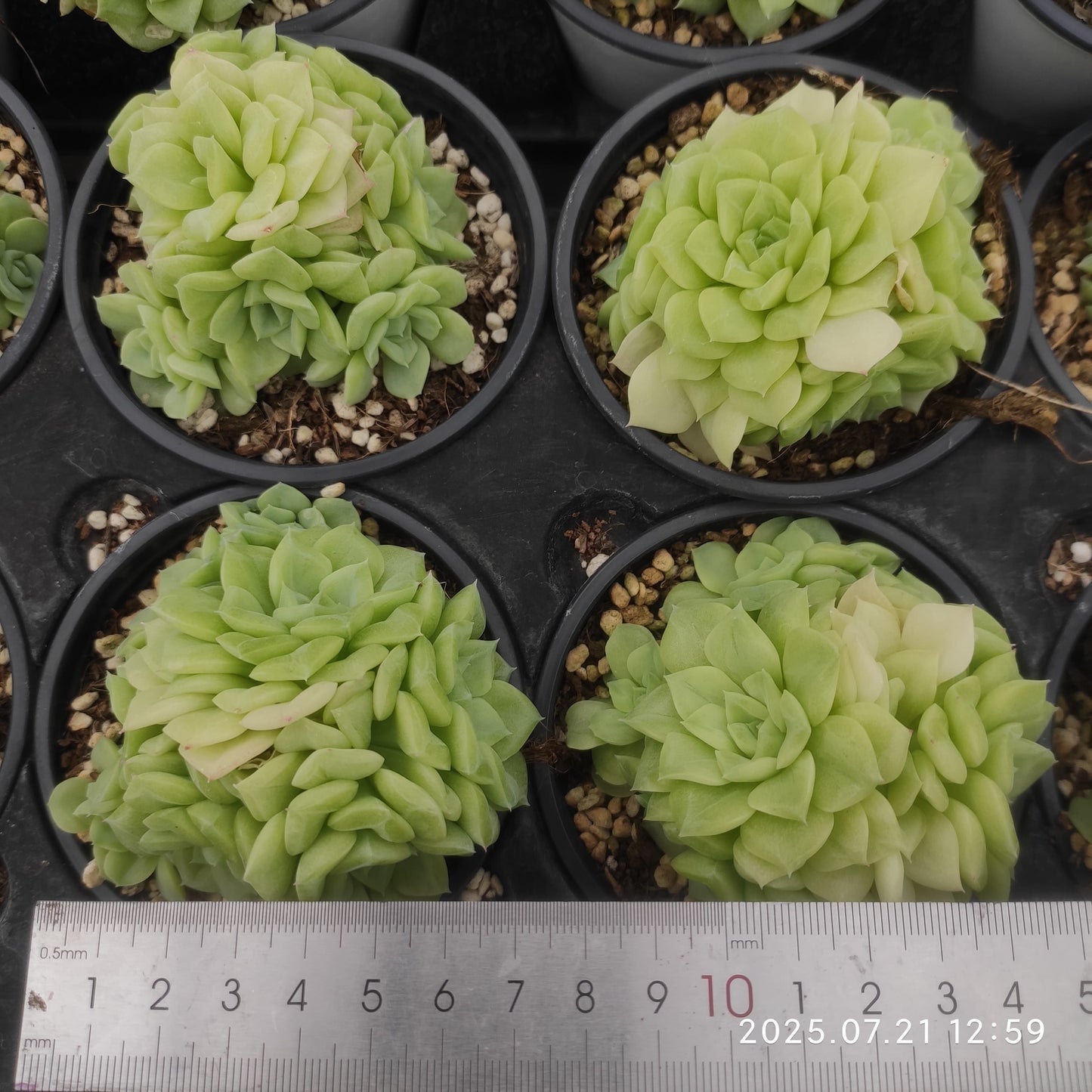 MMY925-POT ホワイトスワン(白鳥) (9cm pot)