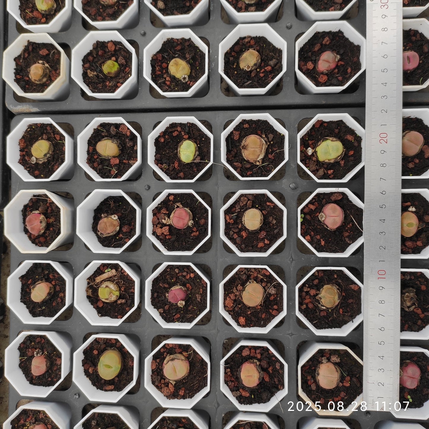 YBB235-POT コノフィツム マウガニー(5.5cm pot)