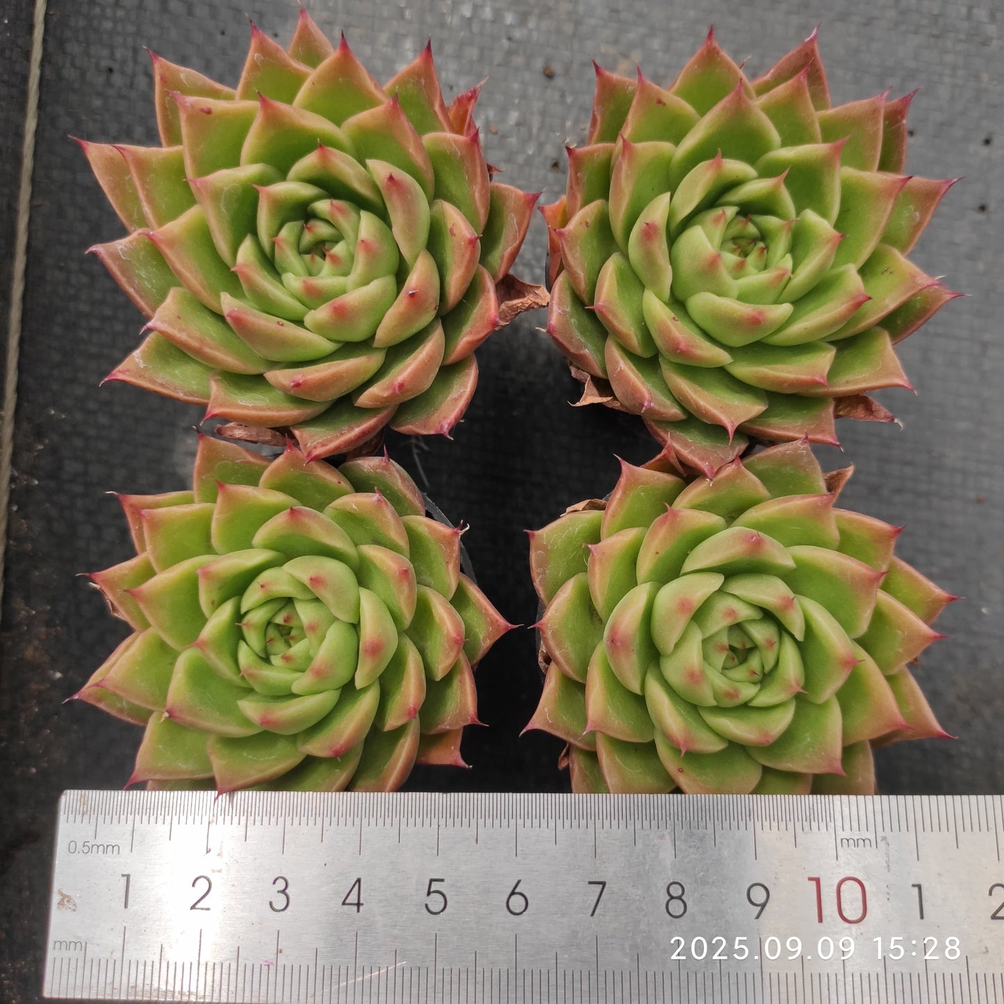 MMT457 グリーンペッパー(5.5cm pot)