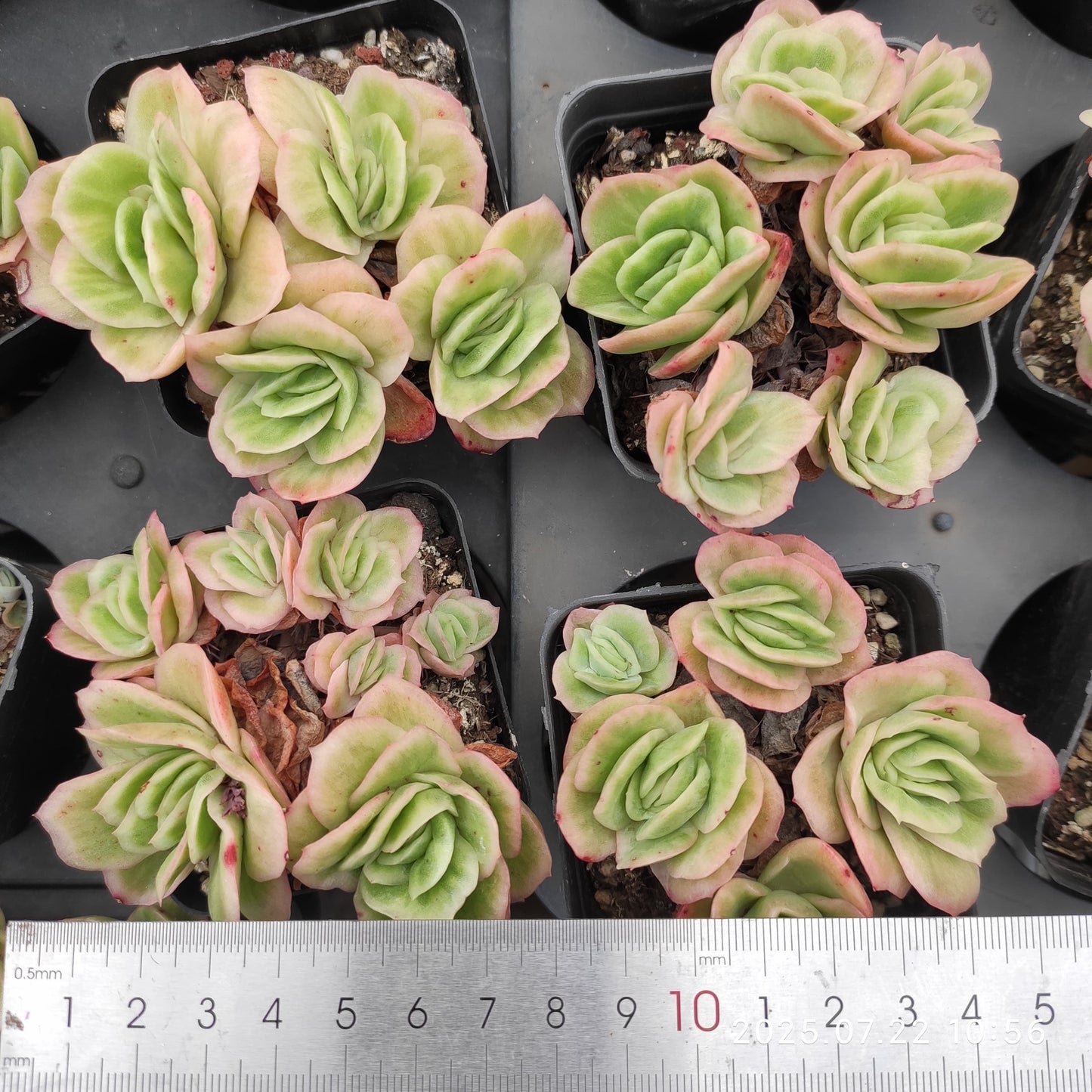 RC009-POT アイスローズ(7cm pot)