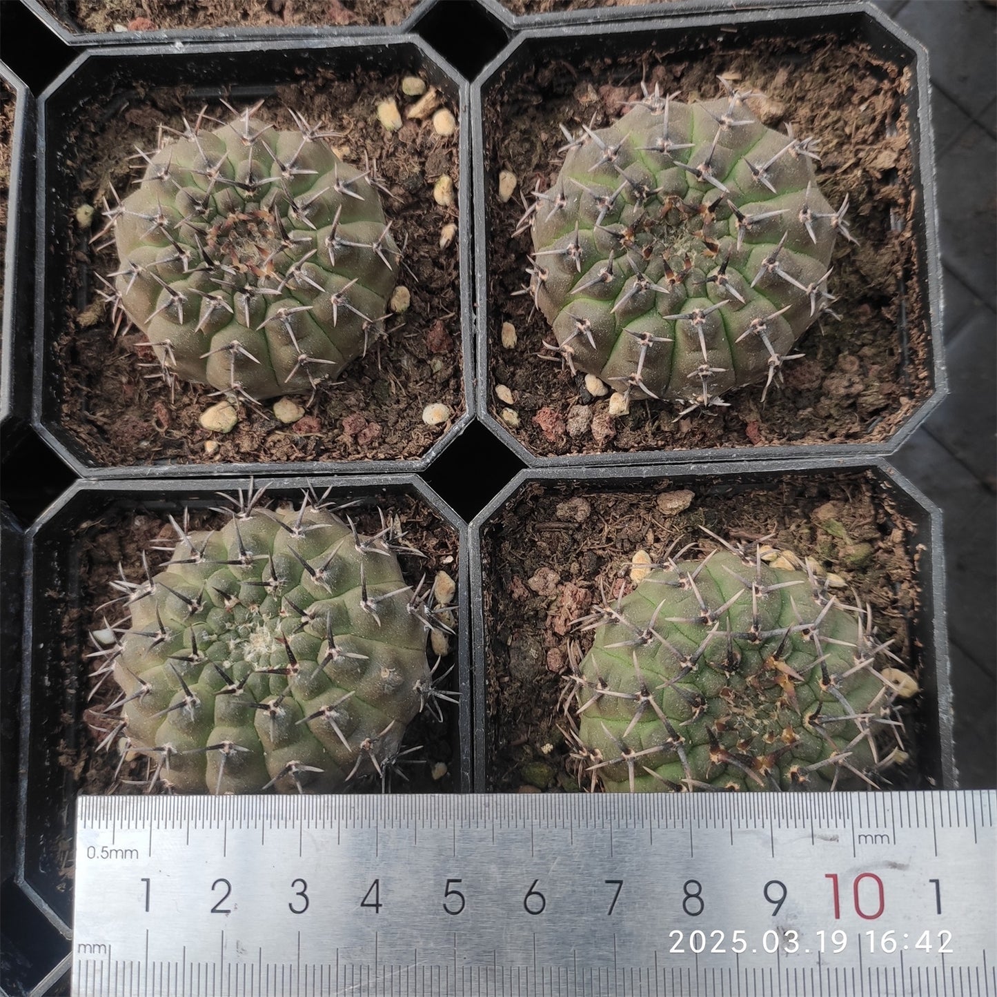 ZL401-POT 黒刺鳳頭(5 cm pot)