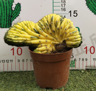 ZXX138 多聞柱 綴化 錦(16cm pot)