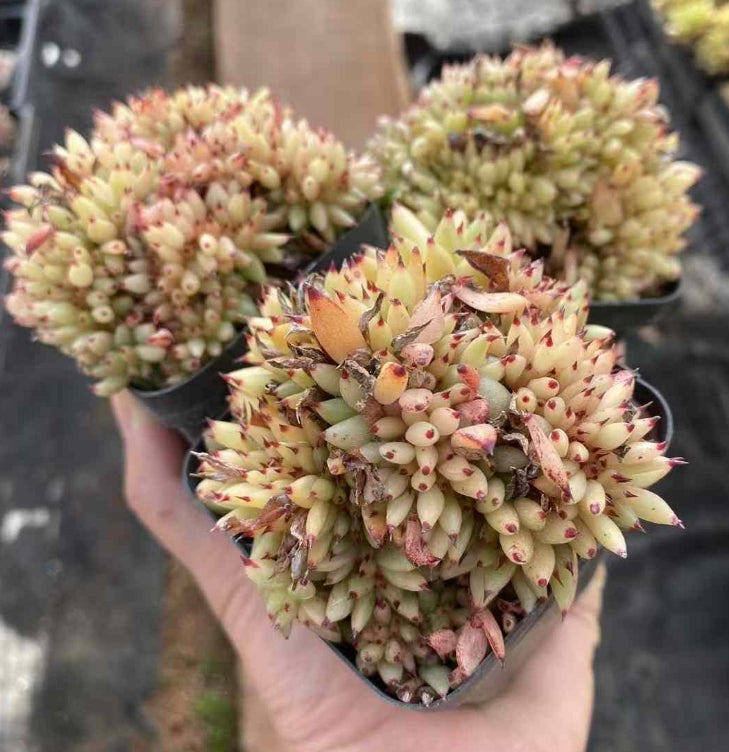 BL1473-POT マリア 綴化(6.3cm pot)