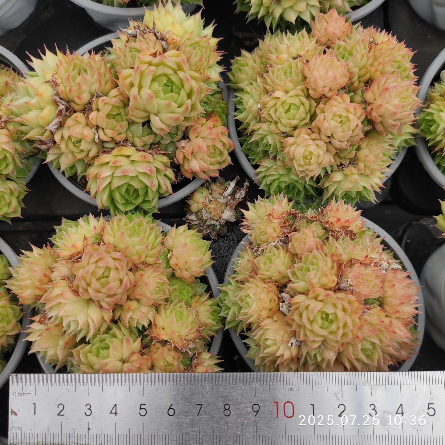 NGN512-POT ワイト ソーダー x マルギャン (9cm pot)