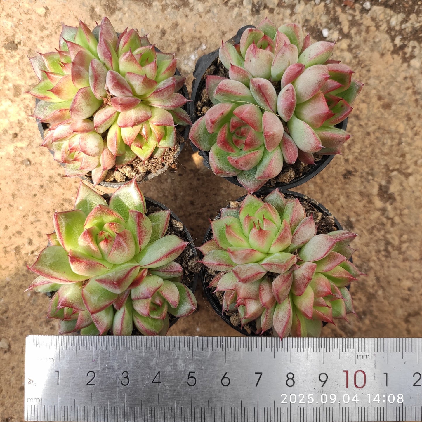 MMY864-POT ドリームクイーン(5.5cm pot)