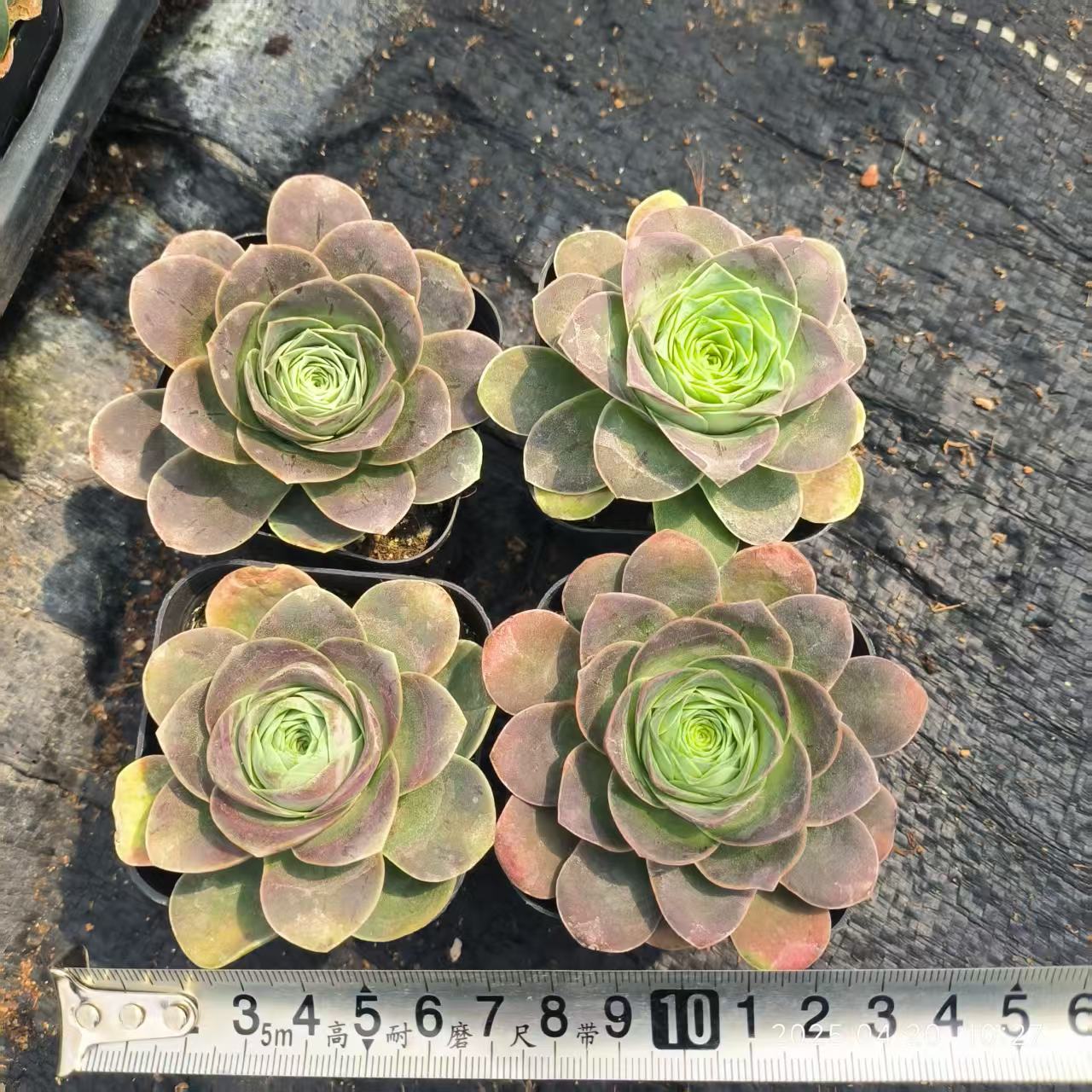 XS254-POT アエオニウム イエロ(6.5cm pot)