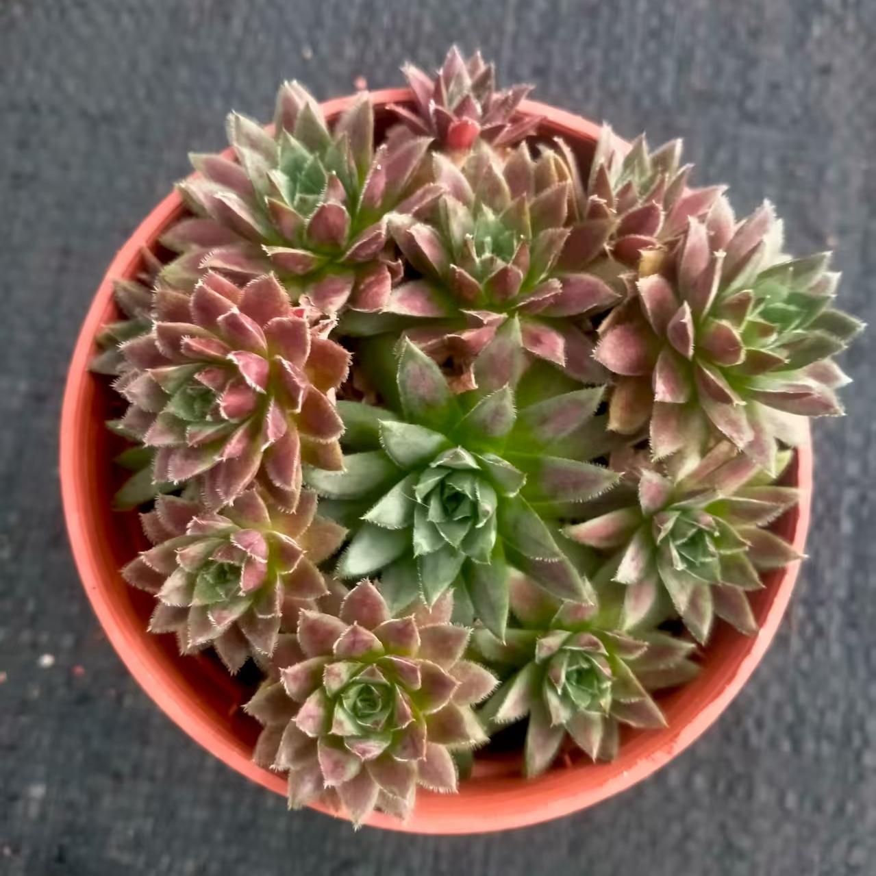 ZXX324-POT リツキー(9cm pot)
