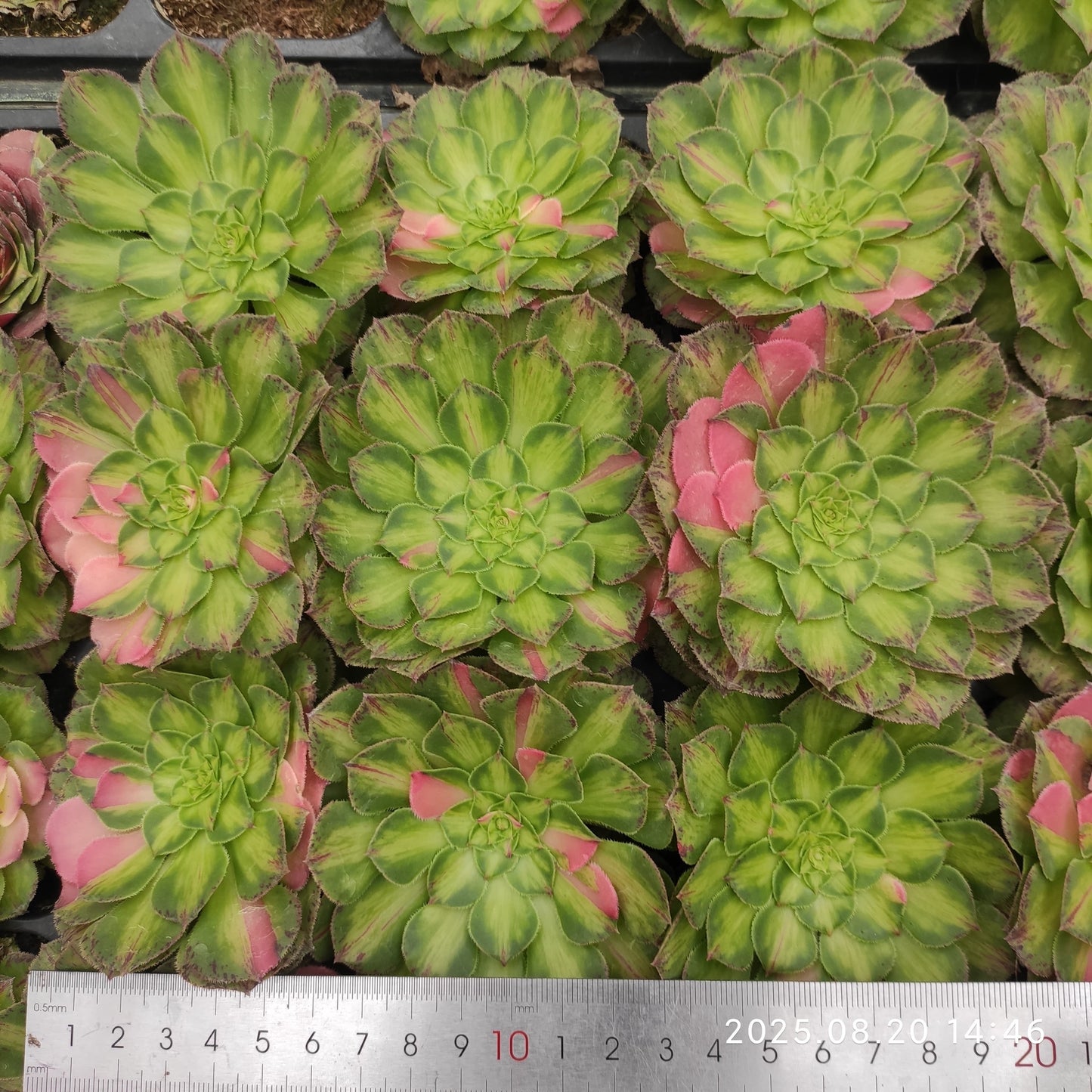 ON635-POT ノー(7cm pot)