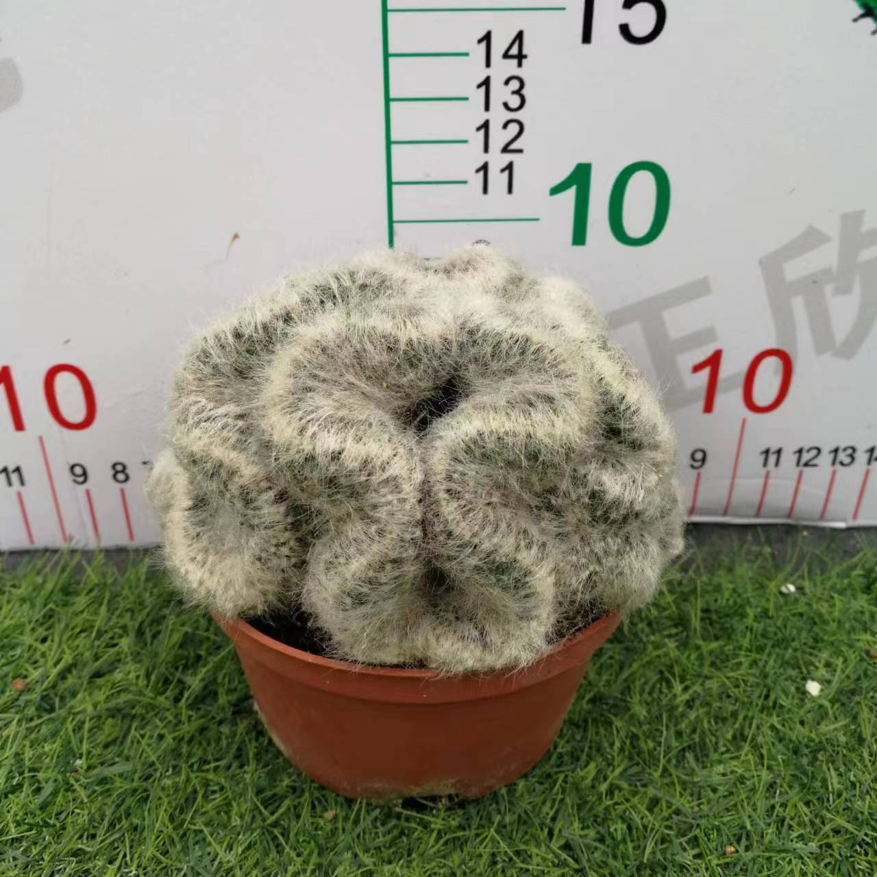 ZXX139 マミラリア・バウミー 香花丸綴化(15cm pot)