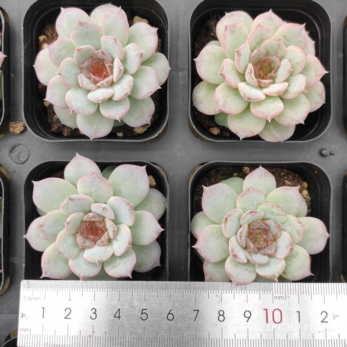 HG010 ピュア ラブ x アイス(7cm pot)