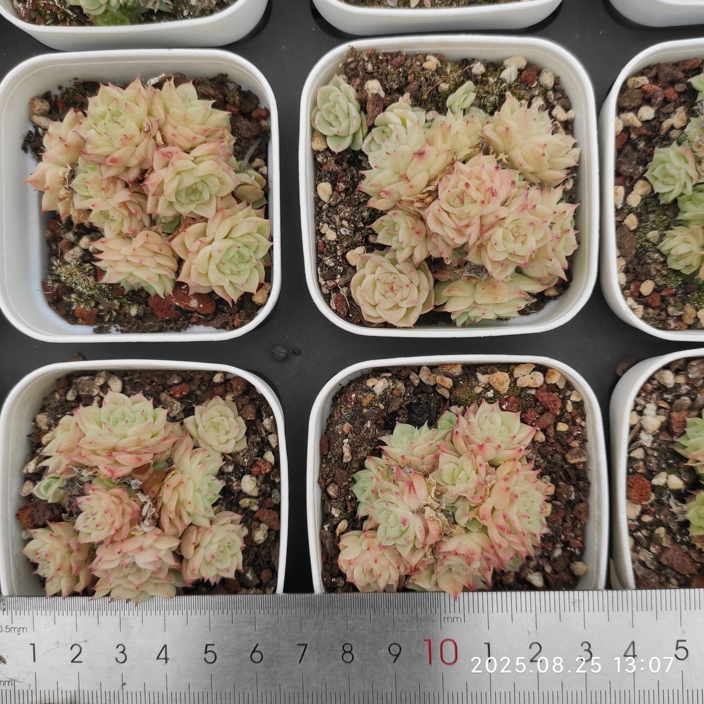 WWA345-POT クイーン(7cm pot)