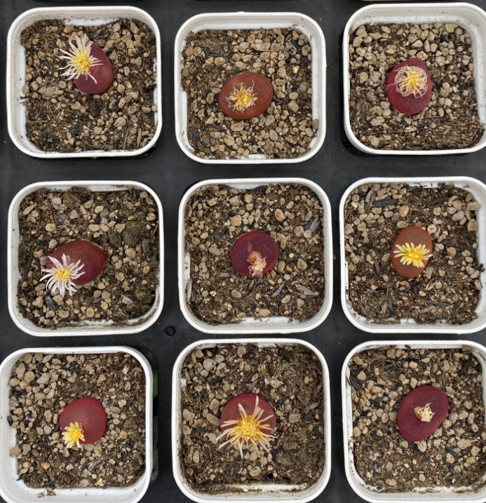 MMY682-POT コノフィツム マウガニー CR1131(5cm pot)