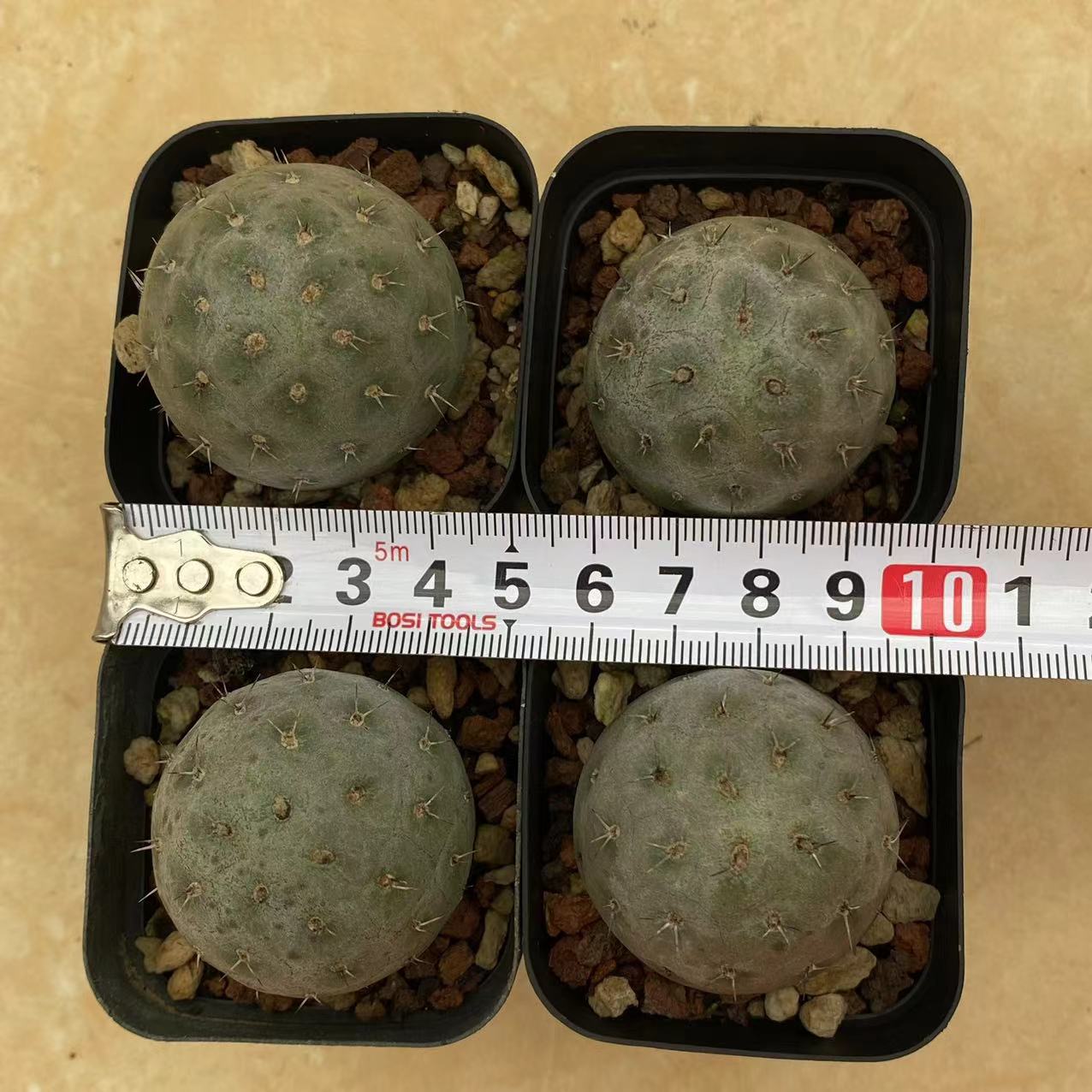 ZL029 テフロカクタス?ゲオメトリクス(6cm pot)