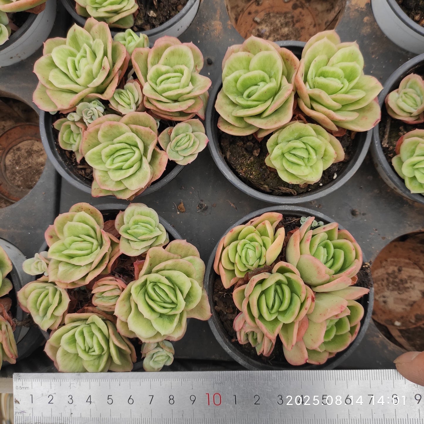 ZX087-POT アイスローズ錦(9cm pot)