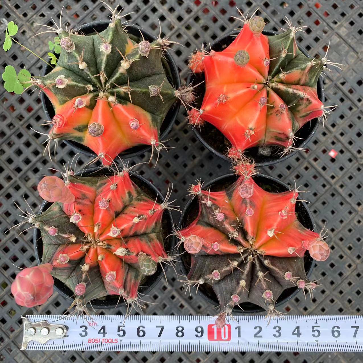 ZL019 ミハノビッチ錦(9cm pot)