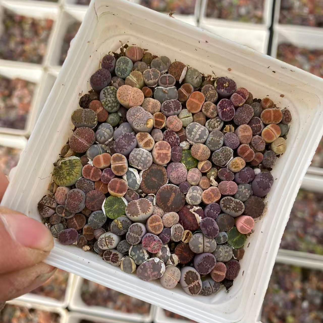 YNLH002-POT リトープス ミックス (7cm pot)