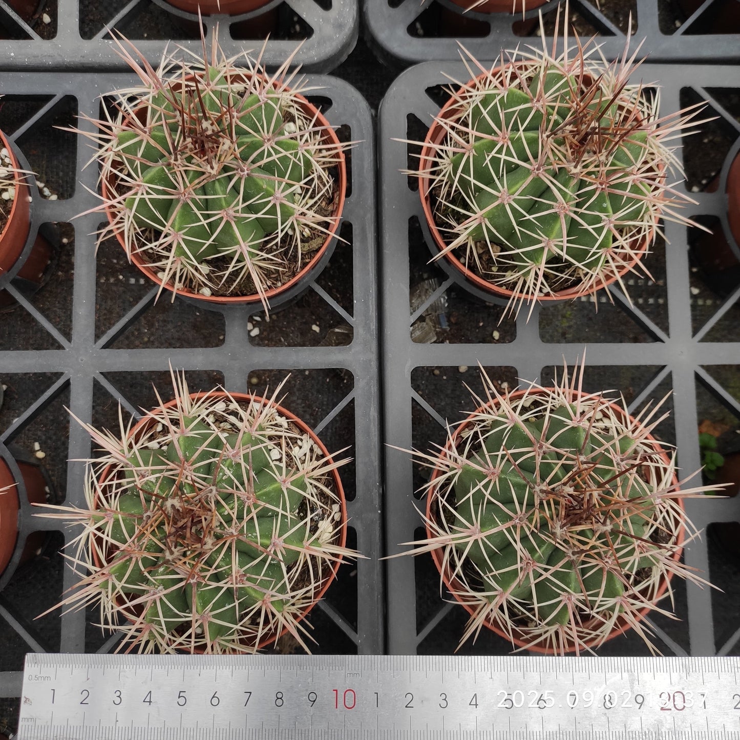 ZXX344 巨鷲玉(12cm pot)