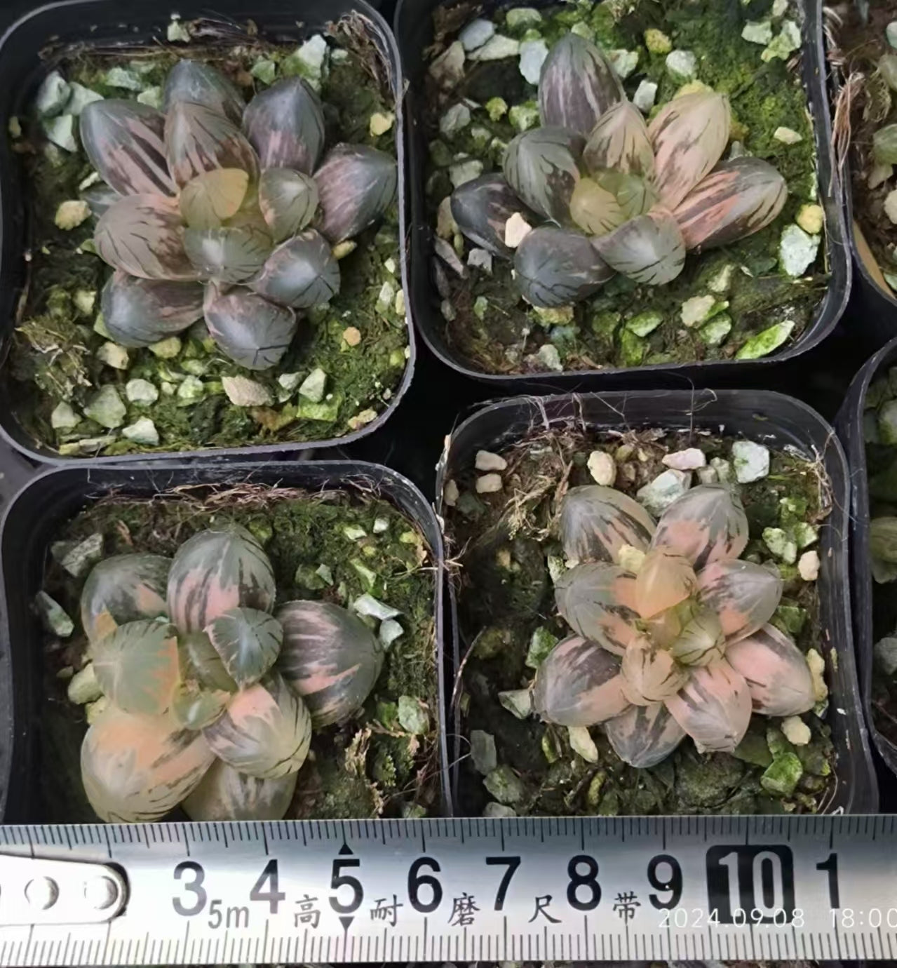 SJC372-POT OM錦(6.5cm pot)