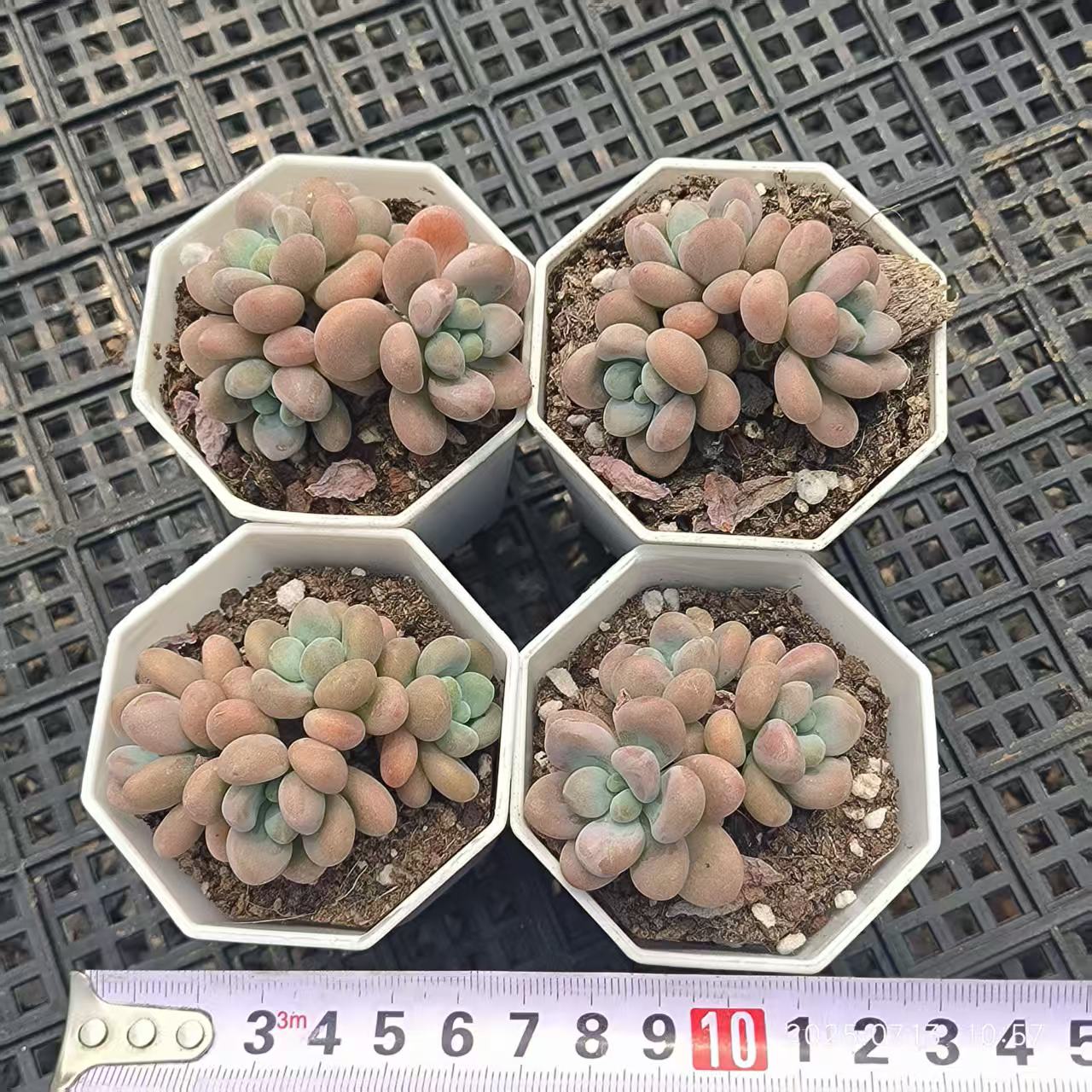 FFH049-POT レジェンド(6.5cm pot)