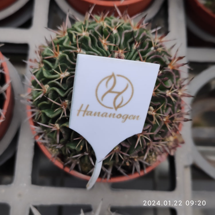 ZXX041 千波万波(12cm pot)