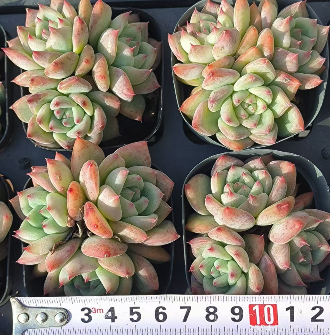 XS250-POT ホワイトラタム