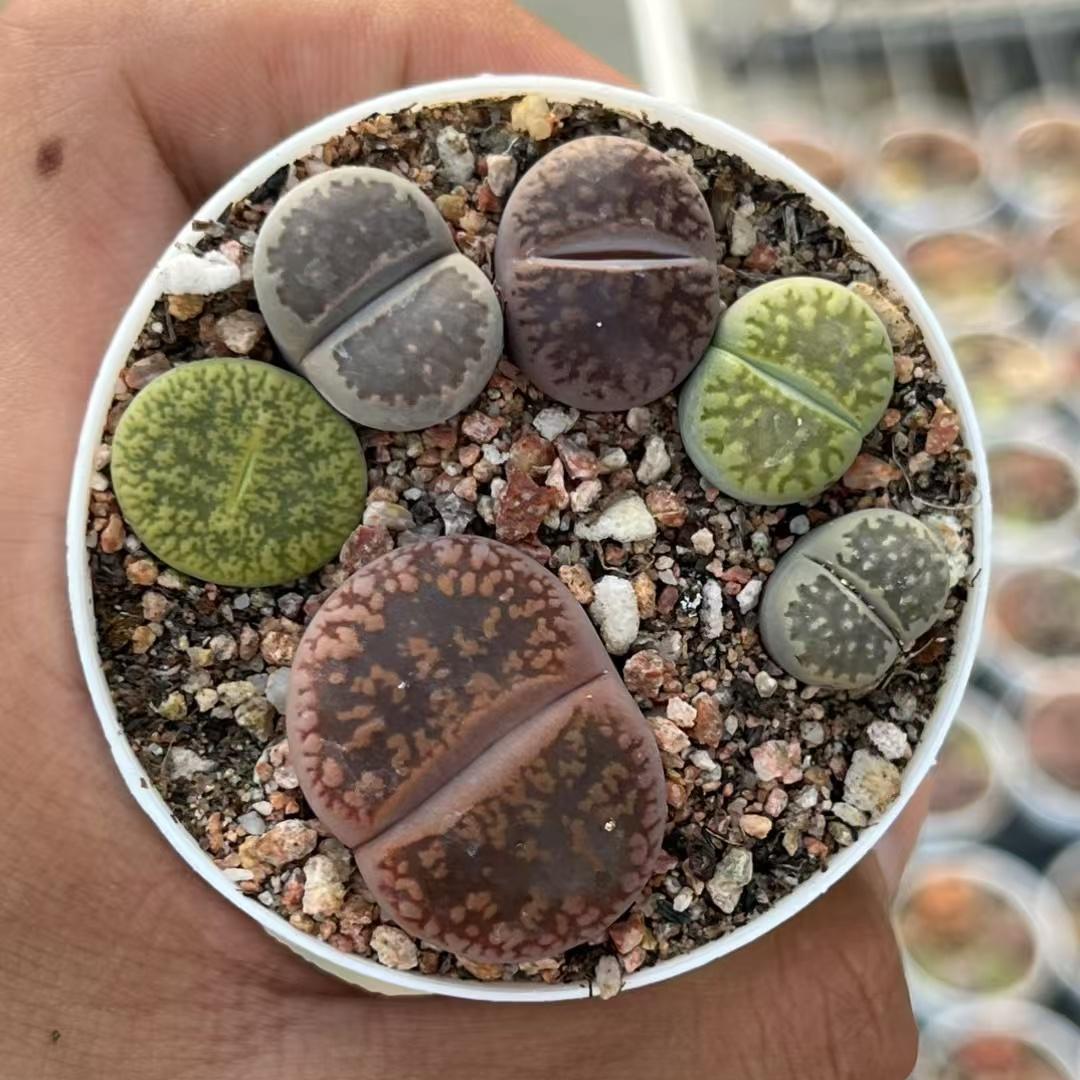 SS006-POT リトープス 紫勲 x カフェオレ(6cm pot)