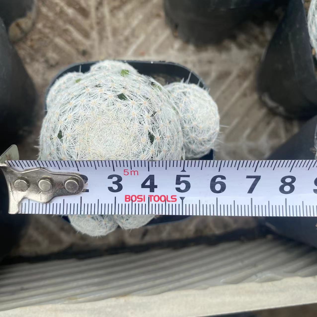 ZL206 マミラリア 姫春星(ヒメハルボシ)(6cm pot)