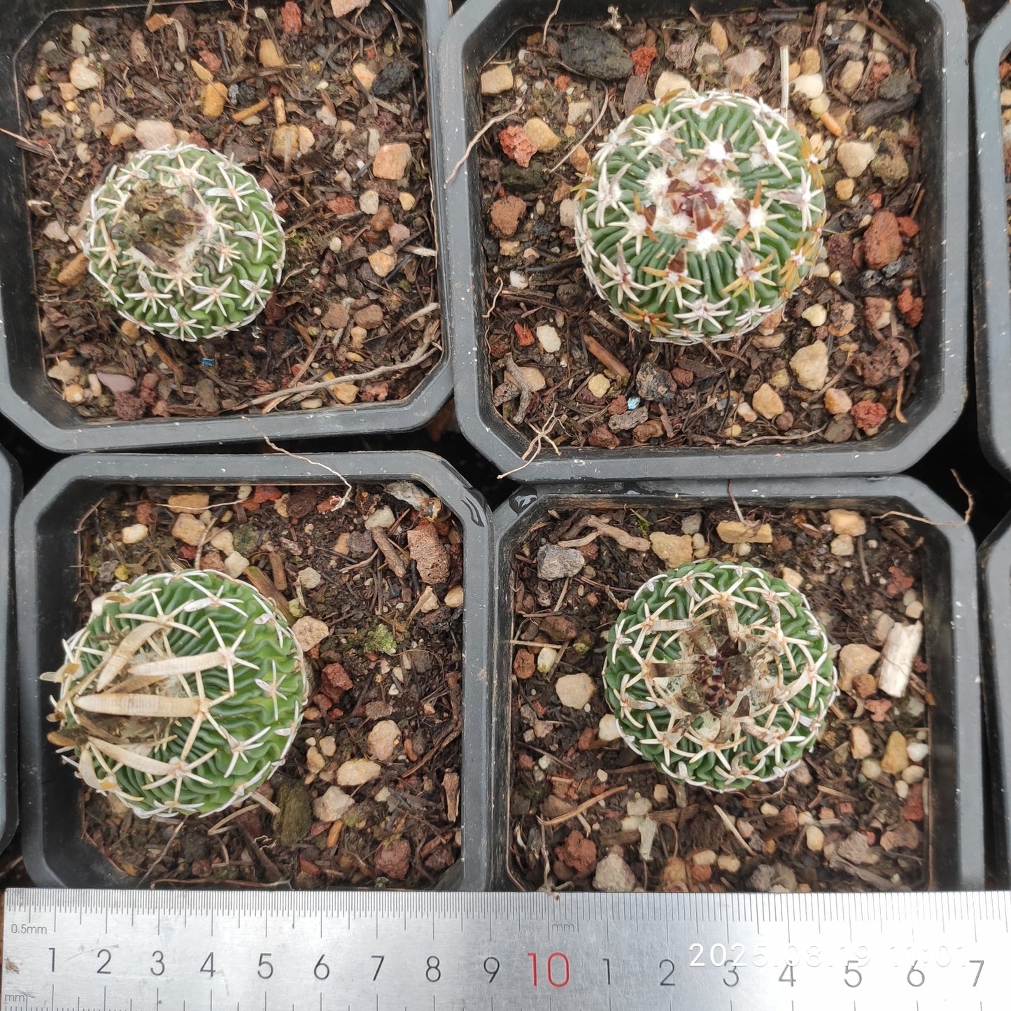 DMC040 エキノフォスロカクタス 白玉(7cm pot)