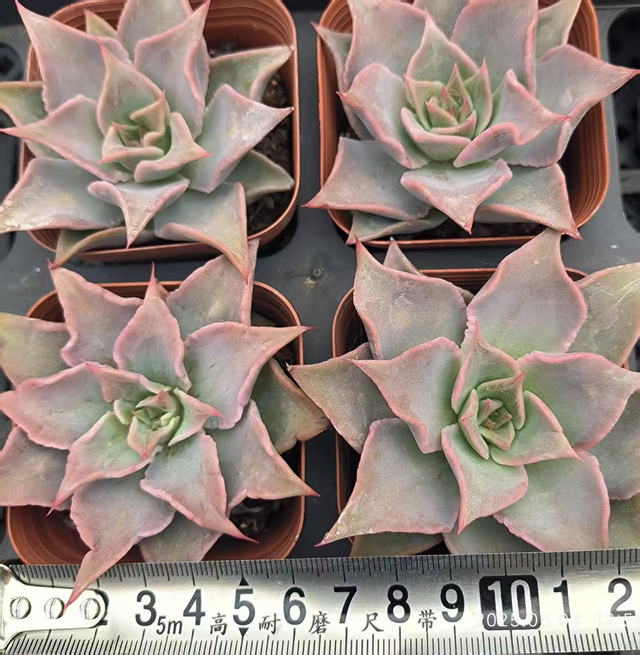 RDD310-POT レッドマディバ(6.5cm pot)