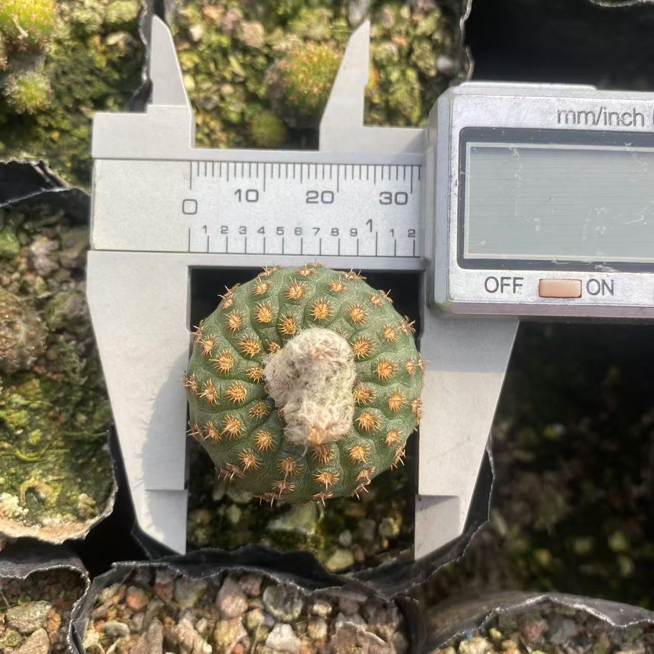 ZL539 豹の子(4cm pot)