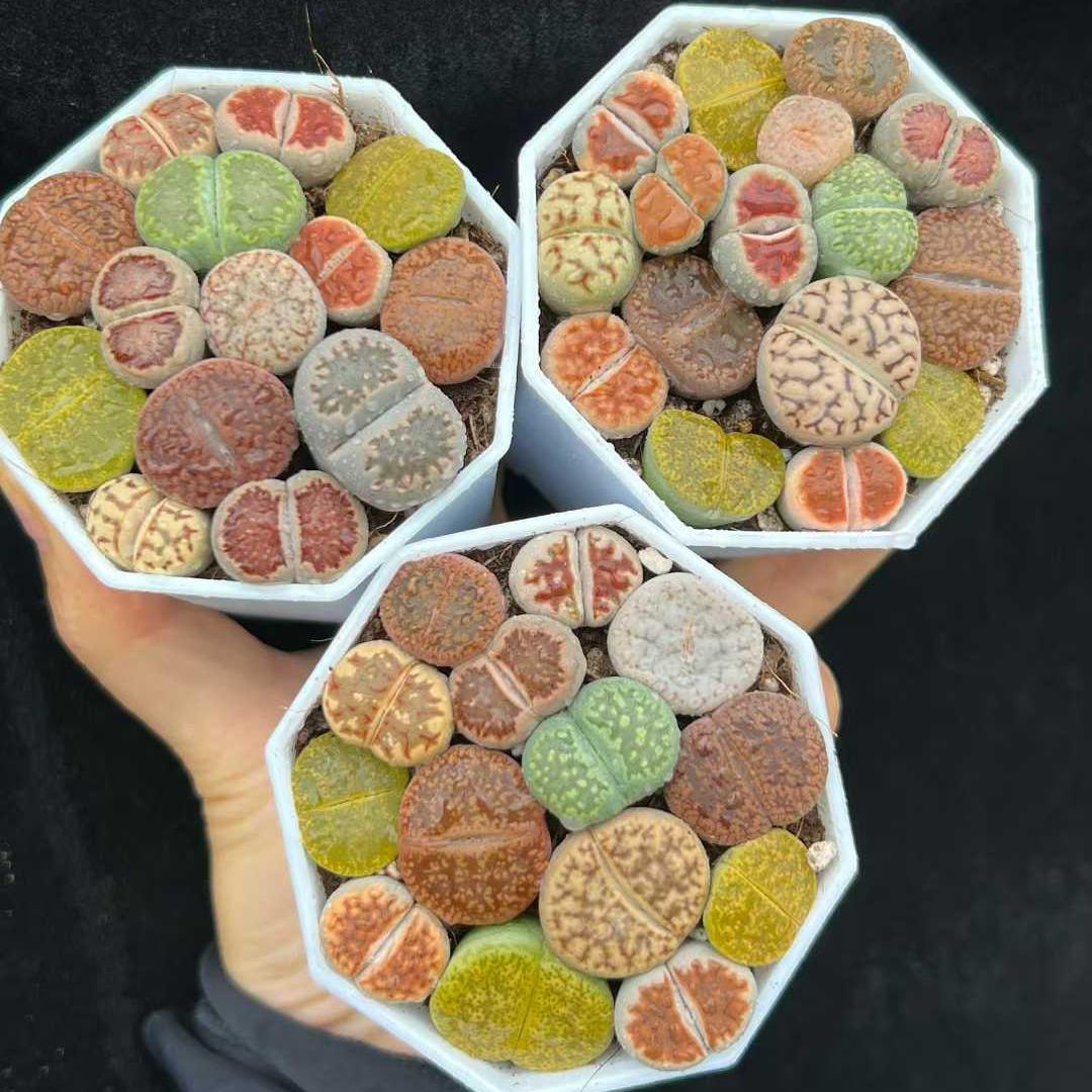 BL1834-POT ディンターランサスバンジリー Hyb(6cm pot)