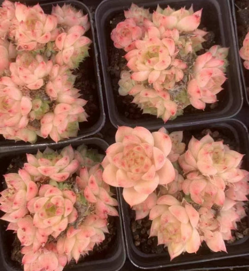 BL1434-POT フィッシュ アンド ウィート(9cm pot)