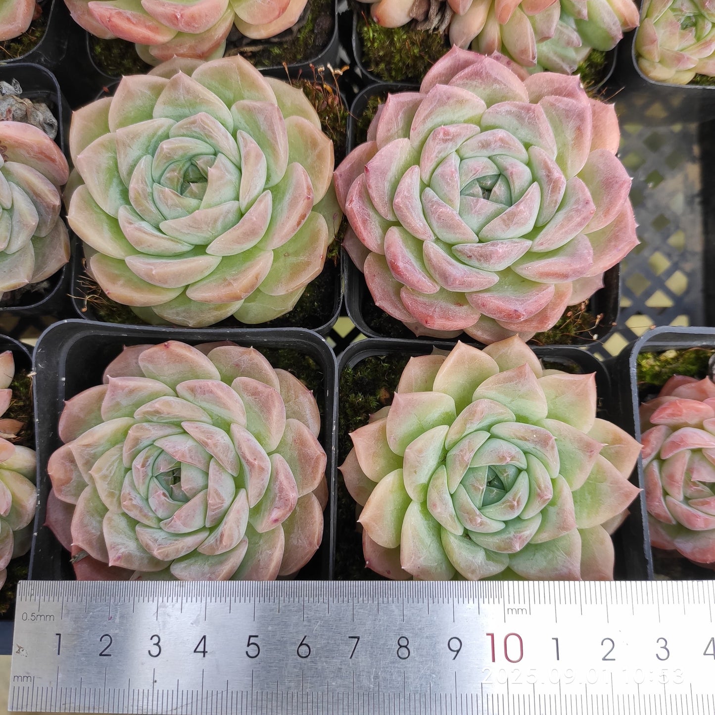 QN394 アメイジンググレイス(7cm pot)