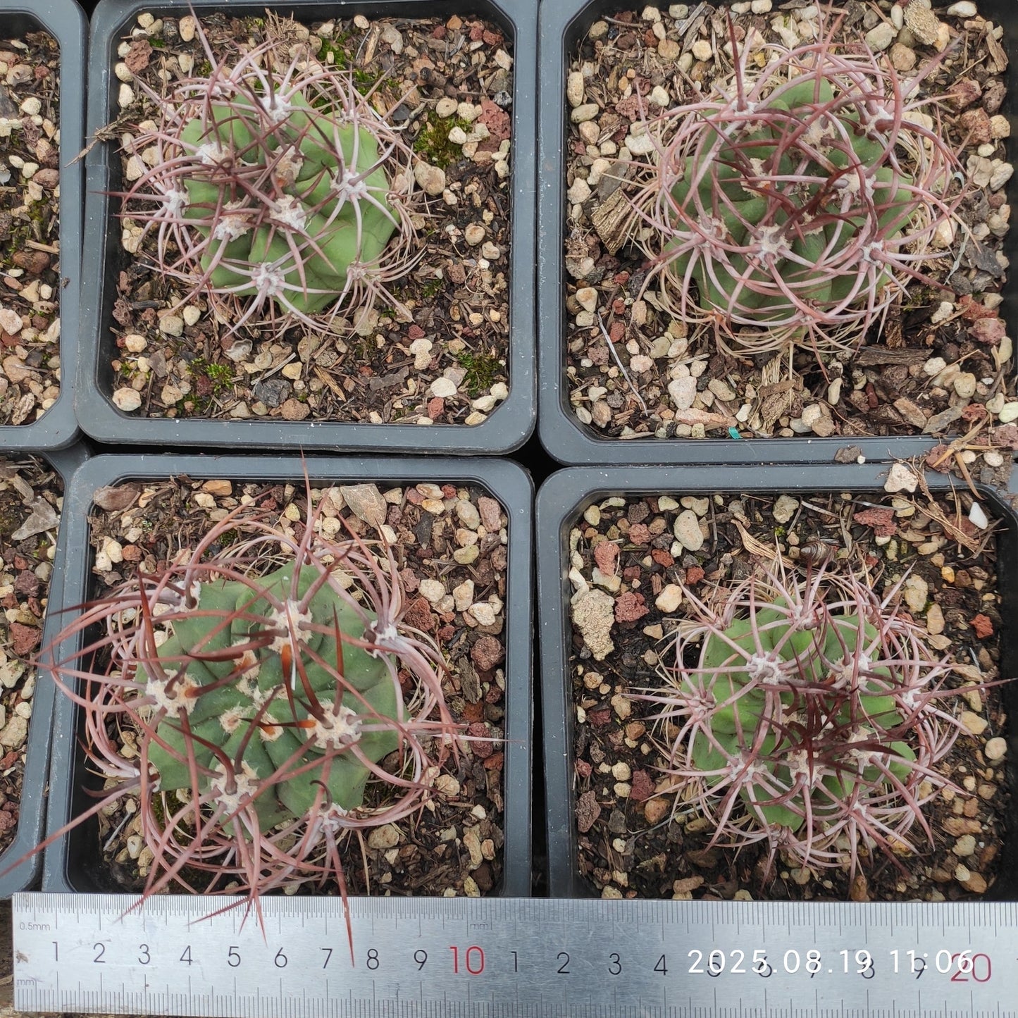 DMC050 デンモザ ローダカンタ(9cm pot)