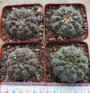 CS171-POT ギムノカリキウム リオジェンセ(8cm pot)