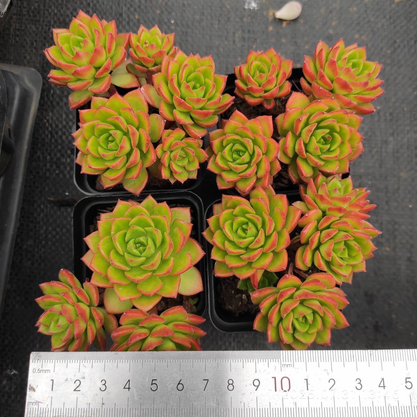 MMT801-POT レディジア(7cm pot)