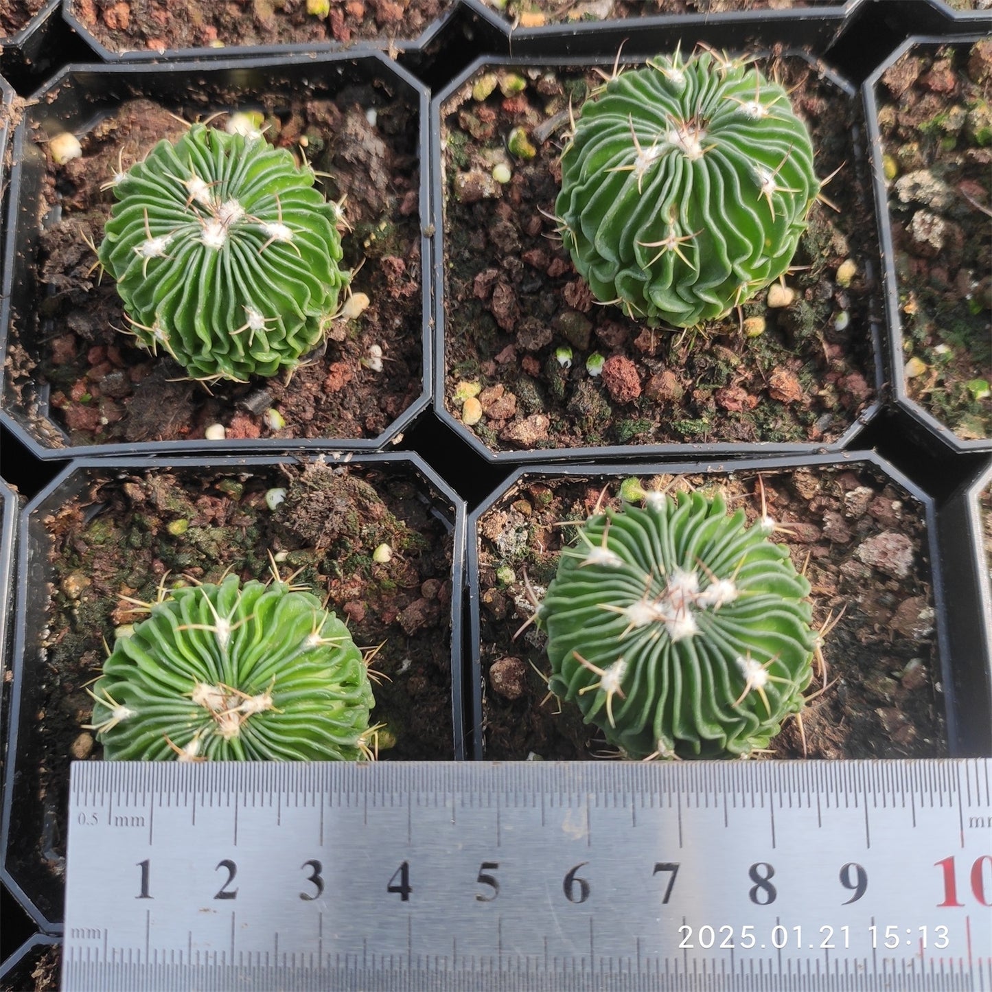 ZXX121 千波万波(5cm pot)