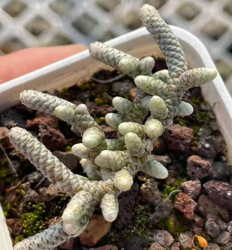 BL1360-POT アボニア・パピラケア (5.5cm pot)