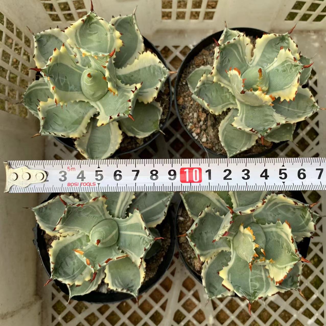 LJHH015 王妃甲蟹覆輪(9cm pot)