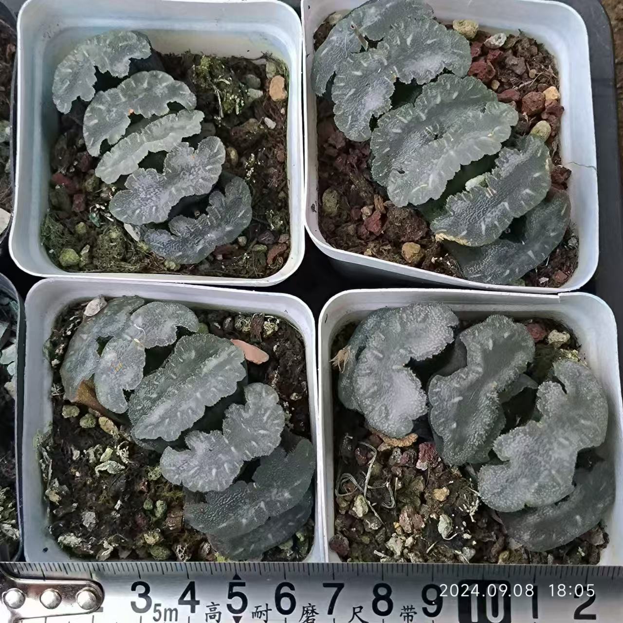 SJC382-POT マンモス(6.5cm pot)