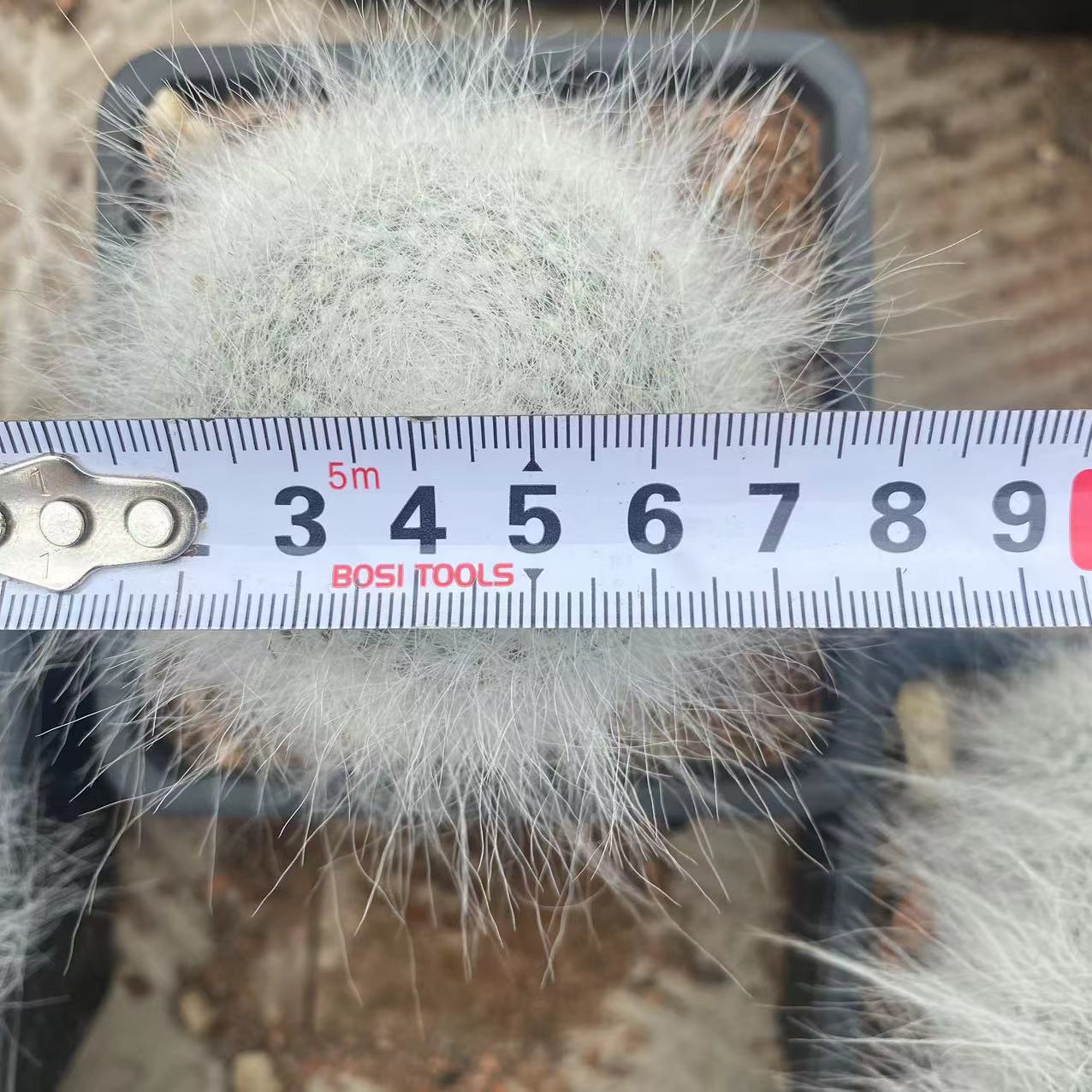 ZL208 マミラリア 玉翁殿(8cm pot)