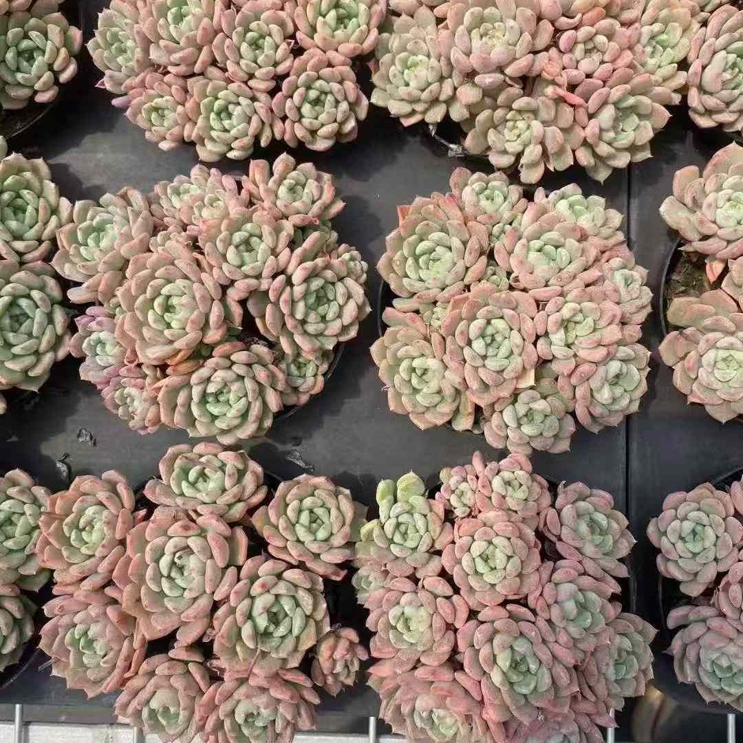 BL1487-POT キュートバブル(9cm pot)