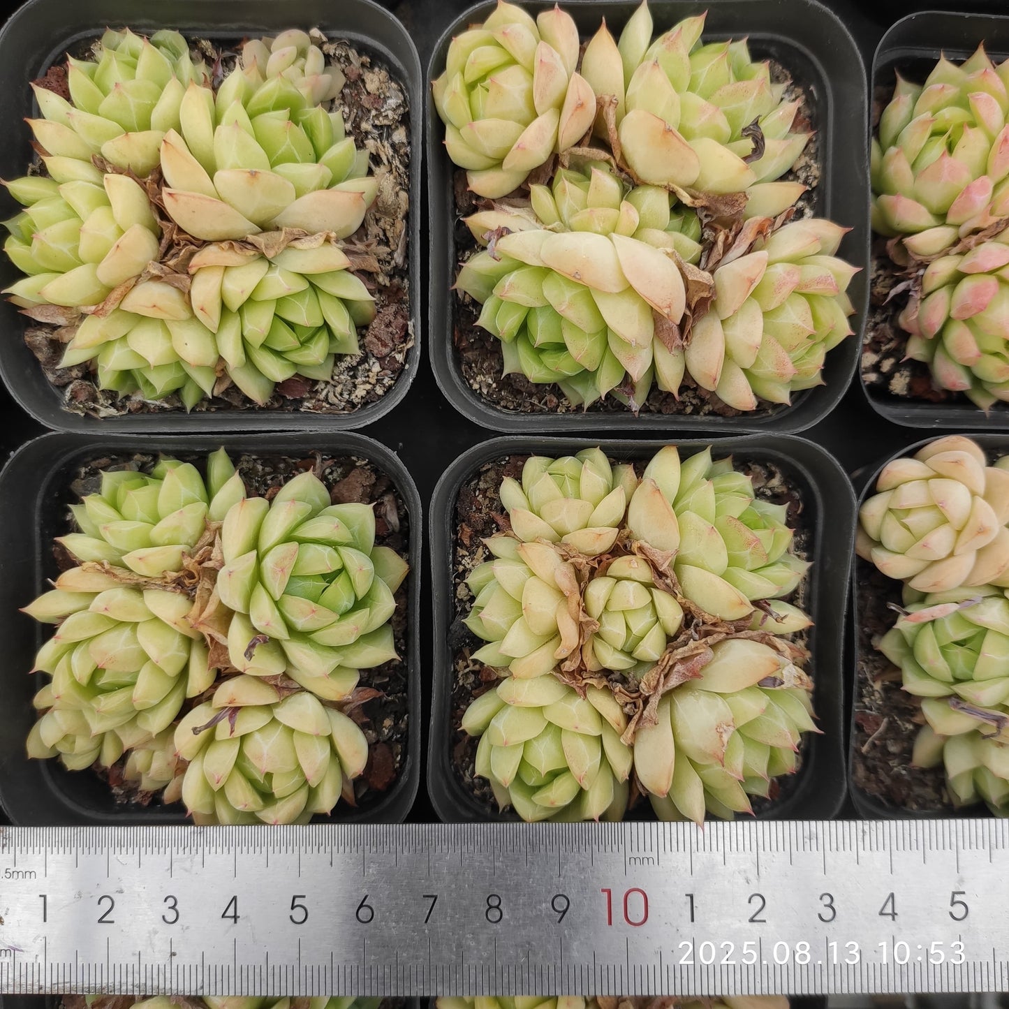 LB001-POT グリーン クィーンHyb(7cm pot)