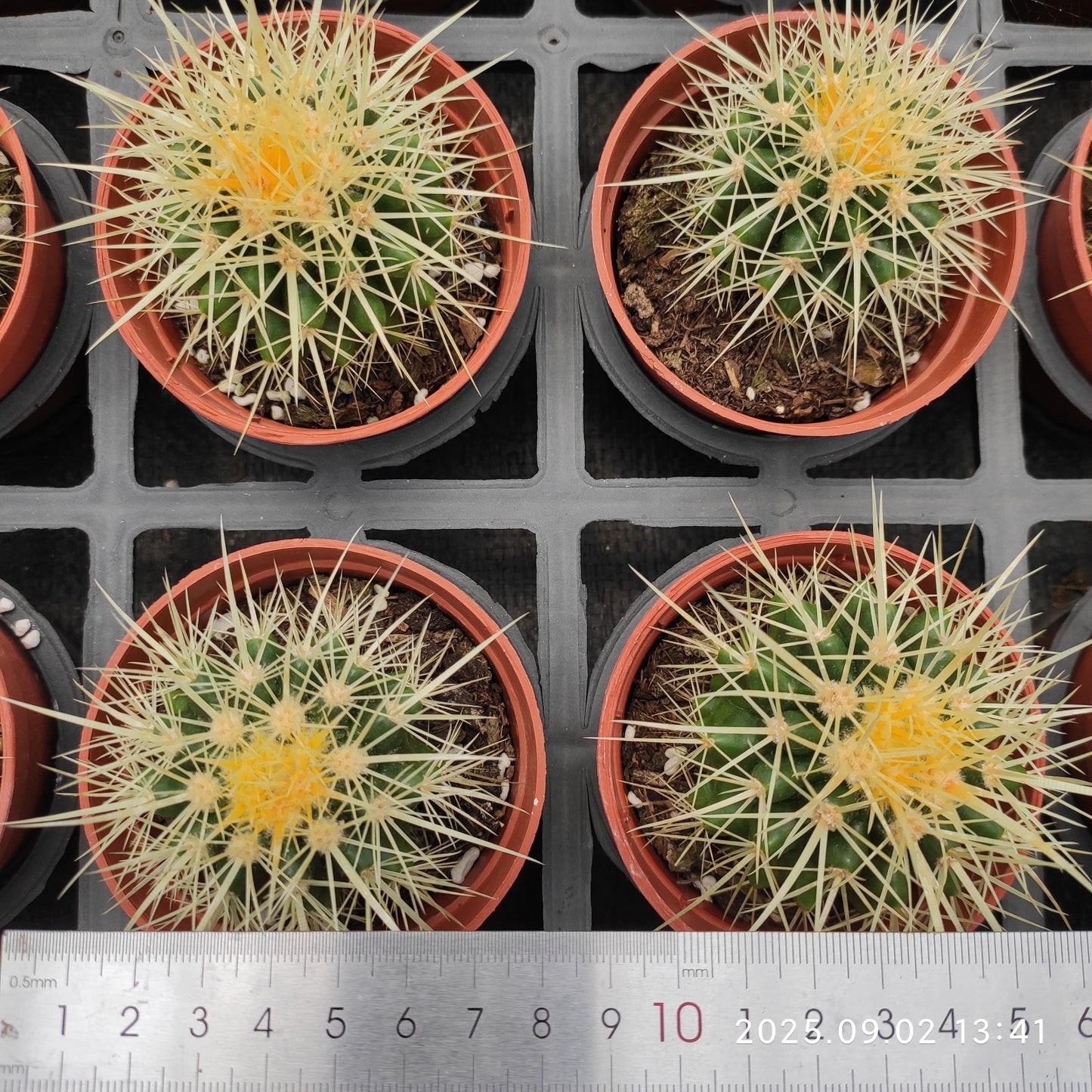 ZXX612 金鯱(9cm pot)