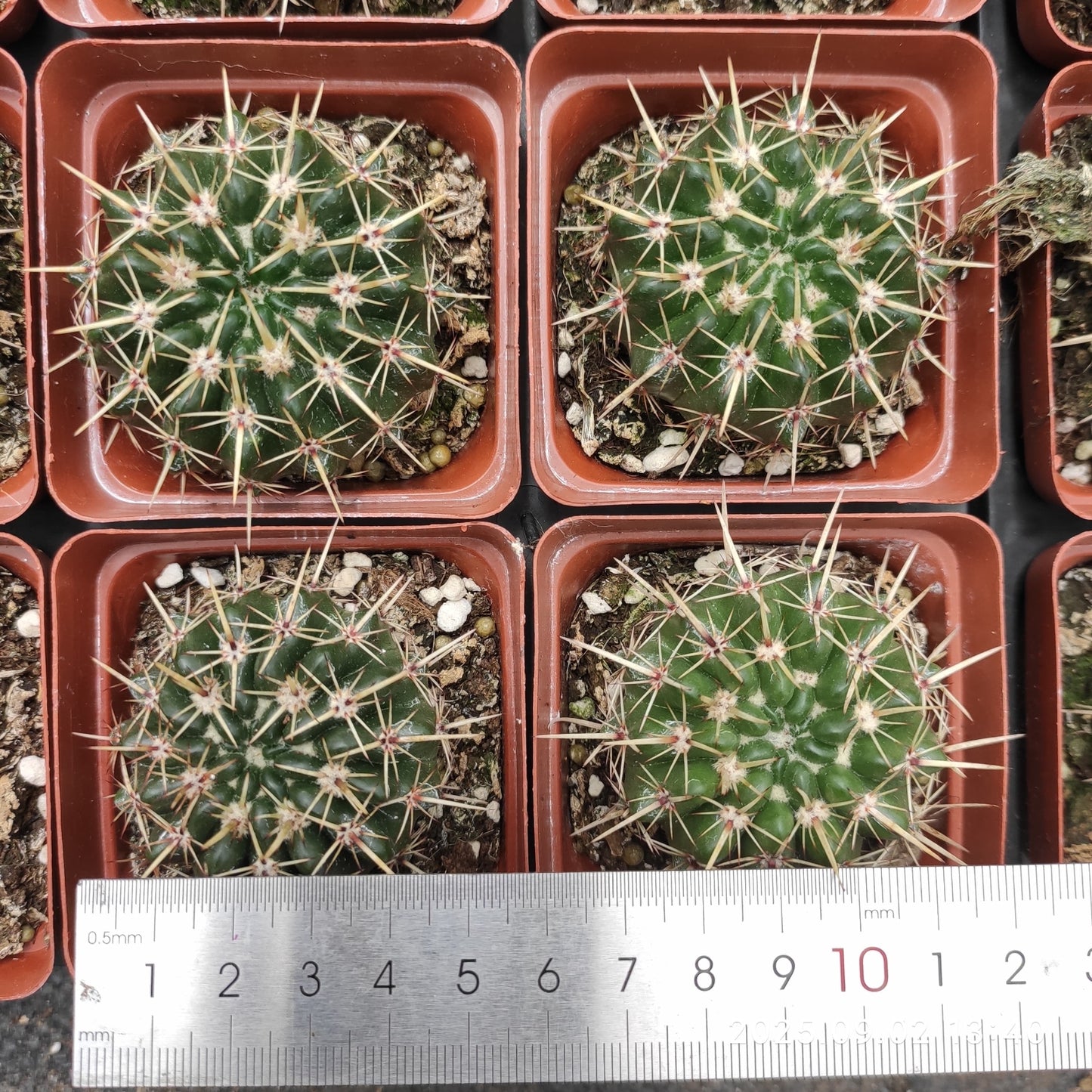 ZXX319-POT 獅子王丸(7.5cm pot)