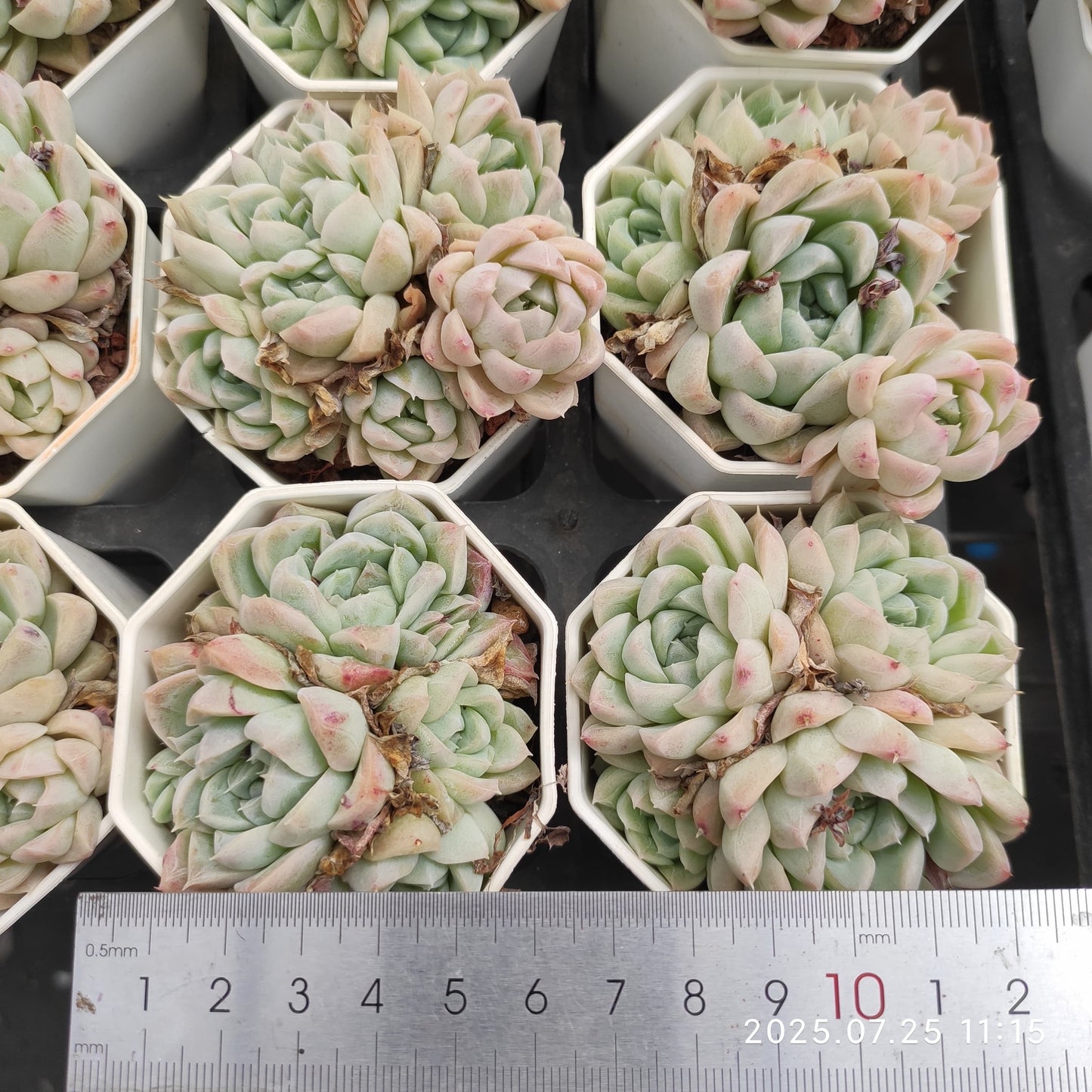 NGN314-POT クィーン オブ フラワーズ (7cm pot)